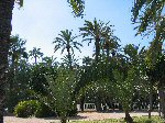 El Palmeral in Elche