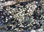 Mosselen en percebes aan de rotswand