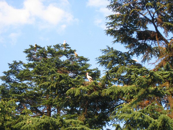 Ooievaars in de bomen