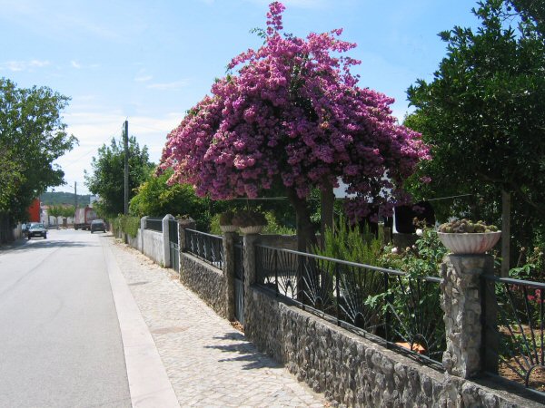 Conimbriga