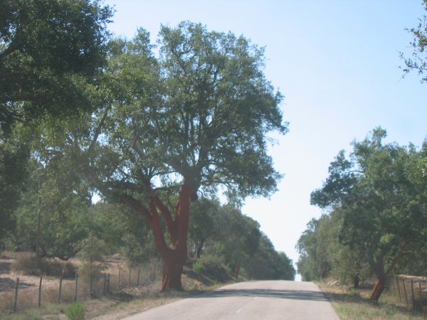 Kurkeiken langs de weg