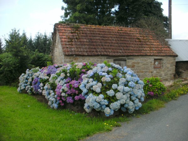 Hortensias