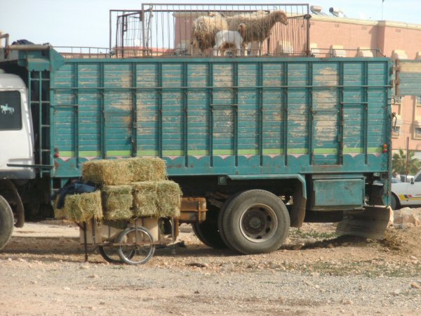 Beestentransport