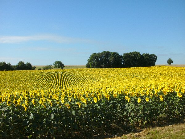 Zonnebloemen