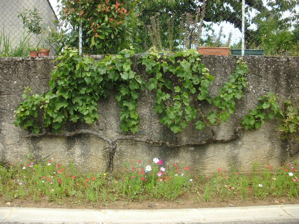 Druivelaar langs de muur